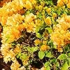 Yellow Bougainvillea Seeds for Planting – Perennial Potted Flowers