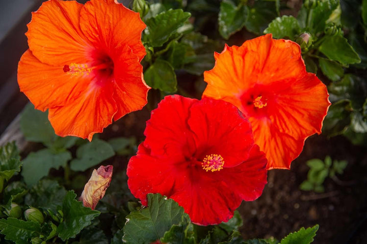 Heirloom Orange Hibiscus Flower Seeds – Non-GMO Tropical Garden Blooms for Planting
