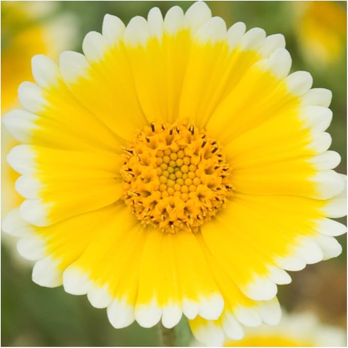 Tidy Tips Layia Platyglossa Flower Seeds for Planting – Native Wildflower for Pollinator Gardens and Seasonal Meadows
