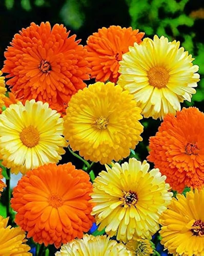 Calendula officinalis – herbal flower seed
