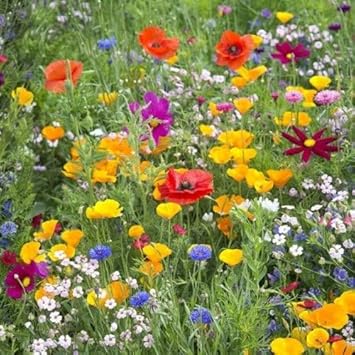 Meadow Flower Seeds for Planting - 100