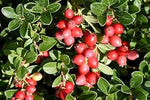 Cranberry fruit seeds