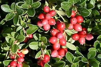 Cranberry fruit seeds