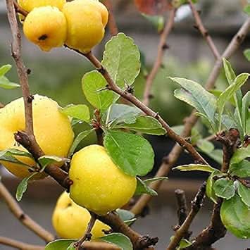 Yellow Chaenomeles Fruit Seeds  Hardy and Vibrant Flowering Fruit Trees
