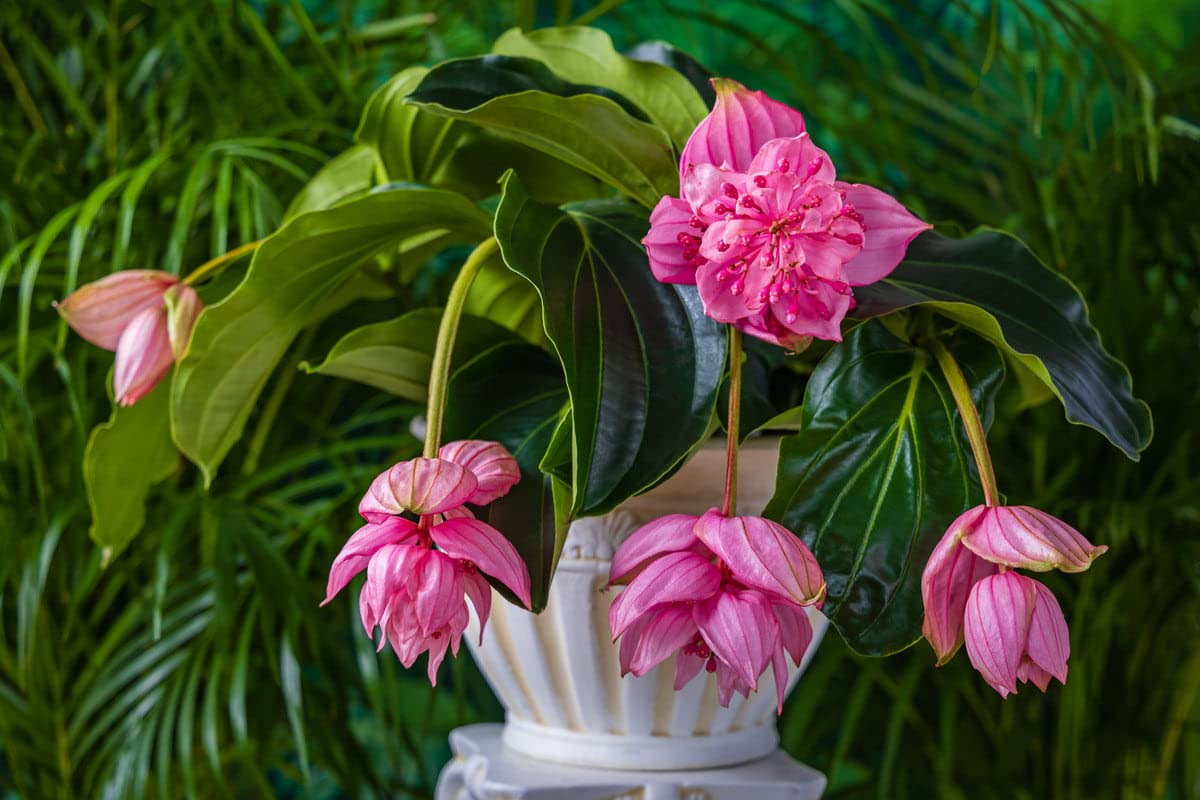 Pink Myriantha Flower Seeds for Planting - 100 pcs for planting in your garden.