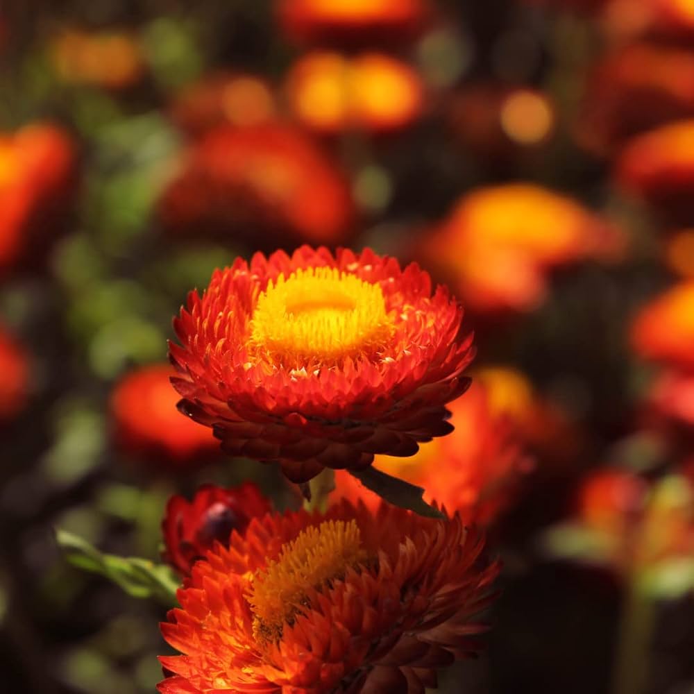Orange Double Strohblume Helichrysum Flower Seeds
