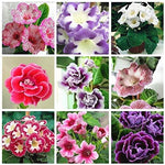 Brazilian Gloxinia – Sinningia speciosa – for planting in containers