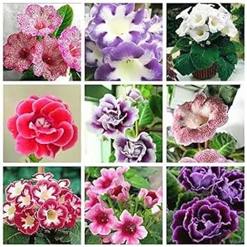 Mixed Colour Brazilian Gloxinia Flower Seeds for Planting – Vibrant, Exotic, Non-GMO Blooms Dhara Seeds