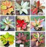 Aglaonema Pink Mix Flower Seeds for Planting - NON GMO Seeds Dhara Seeds