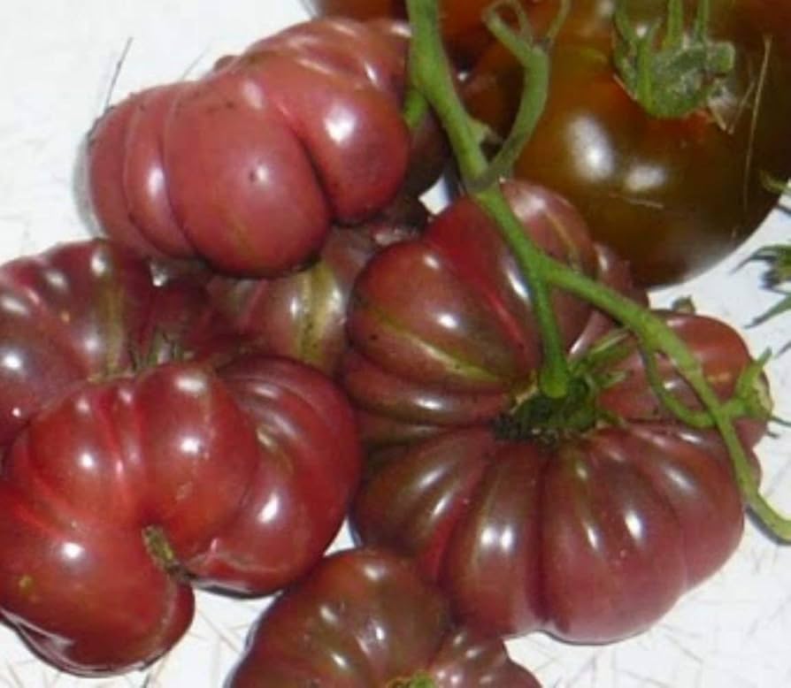Tomato Solanum Lycopersicum Rare Purple Calabash Vegetable Seeds for Planting – Deep Color Variety for Kitchen Garden and Saucing