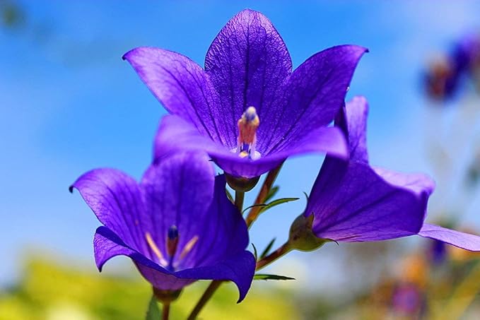 Bellflower Campanula Carpatica Tussock Purple Blue Flower Seeds for Planting
