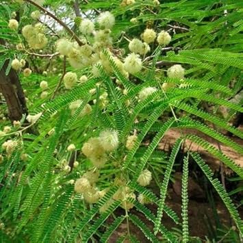Green Desert Fern Flower Seeds for Garden - heirloom & Non GMO Seeds for planting in your garden.
