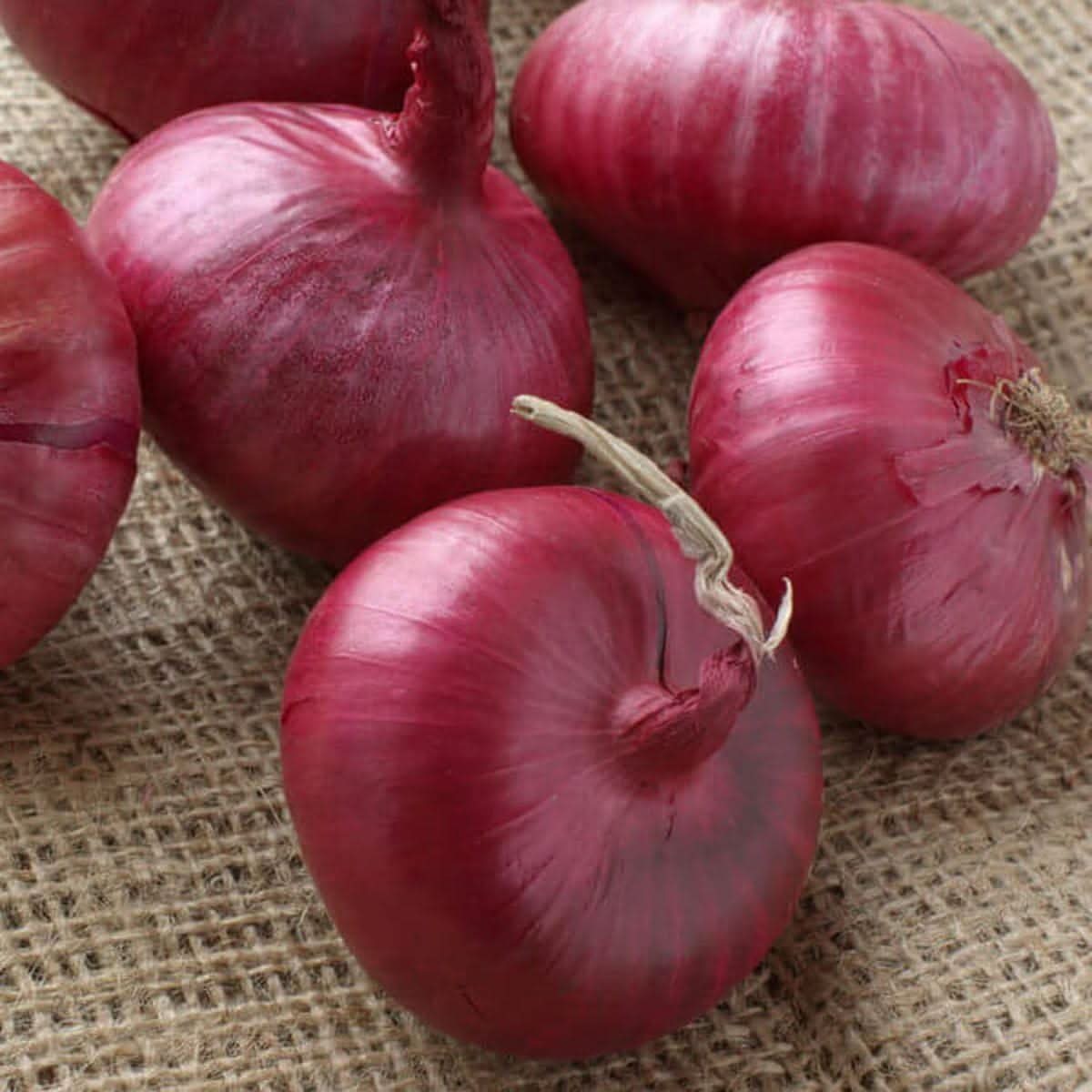 Sweet Spanish Onion Allium Cepa vegetable seeds for planting in kitchen garden and backyard vegetable patches