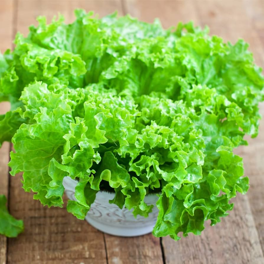 Waldmans Green Leaf Lettuce Seeds pcs Vibrant & Delicious