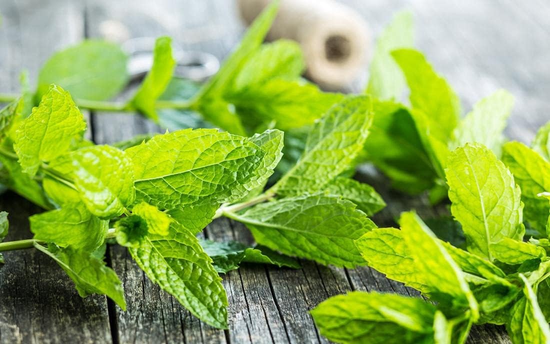Mint Plant Seeds for Planting, 100 pcs for planting in your garden.