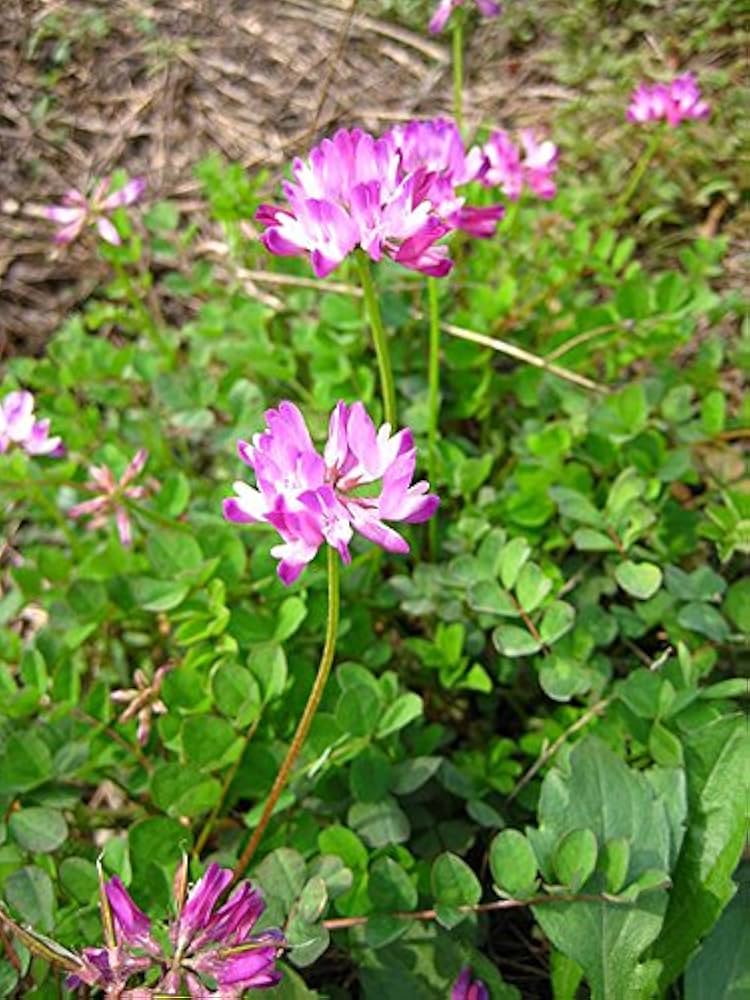 Chinese Milkvetch (Astragalus sinicus) seeds for herb garden planting