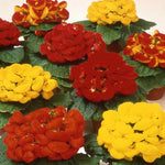 Mixed Calceolaria Flower Seeds for Planting - 100 seeds for planting in home garden