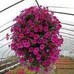 Petunia Freedom Summer for planting in city flower pots