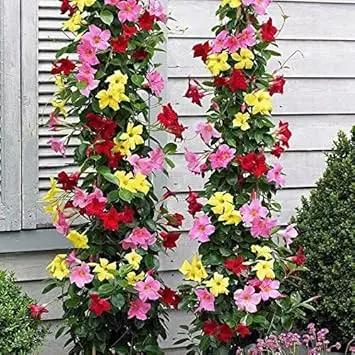Mixed Mandevilla Sanderi Flower Seeds for Planting - Heirloom and GMO Free Seeds for Home Garden Dhara Seeds