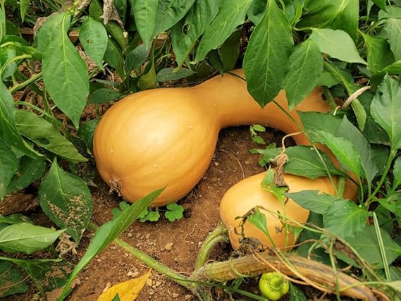 Neck Pumpkin Cucurbita spp Plant Seeds for Planting in Garden and Vegetable Patch