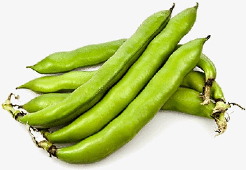 Fava bean Vicia faba vegetable seeds for planting in kitchen gardens