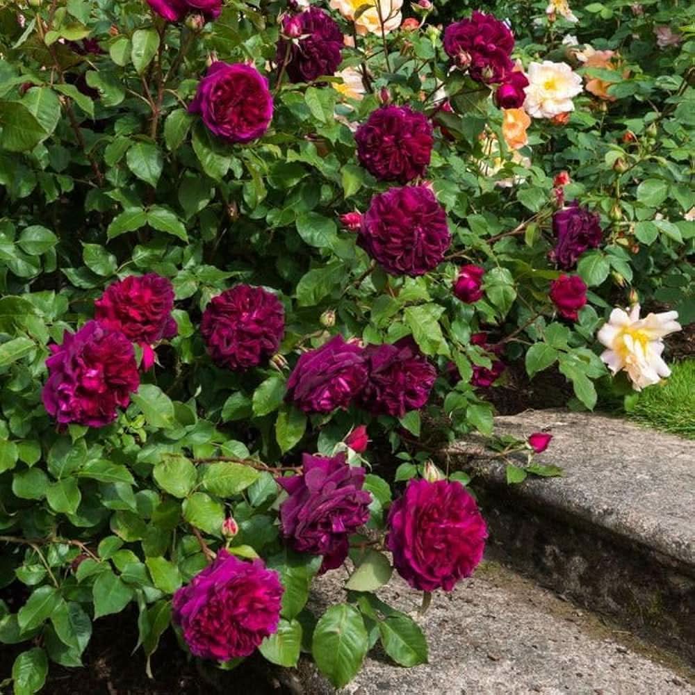 Rose Tree Rosa indica Purple Pink Flowering tree Seeds for home garden and outdoor planting