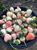 White Strawberry Seeds
