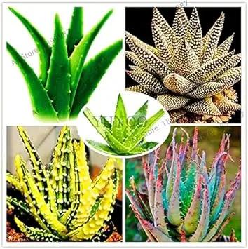 Edible Aloe Vera Plant Seeds for Planting - NON GMO Seeds Dhara Seeds