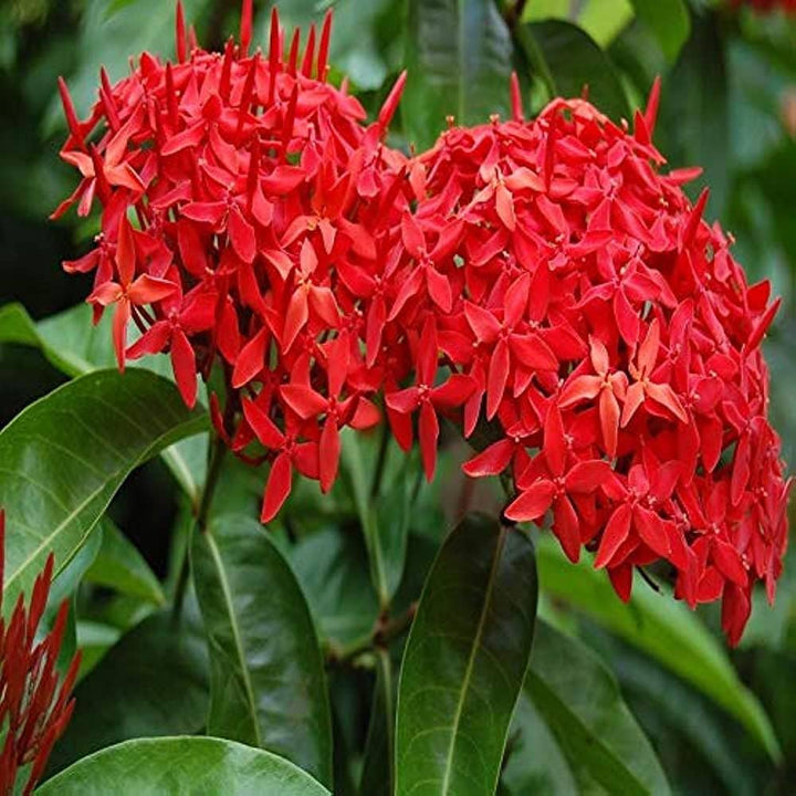 Red Ixora Flower Seeds for Planting - 100
