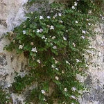 White Pink Capparis Spinosa Plant Seeds for Planting - NON GMO Seeds Dhara Seeds