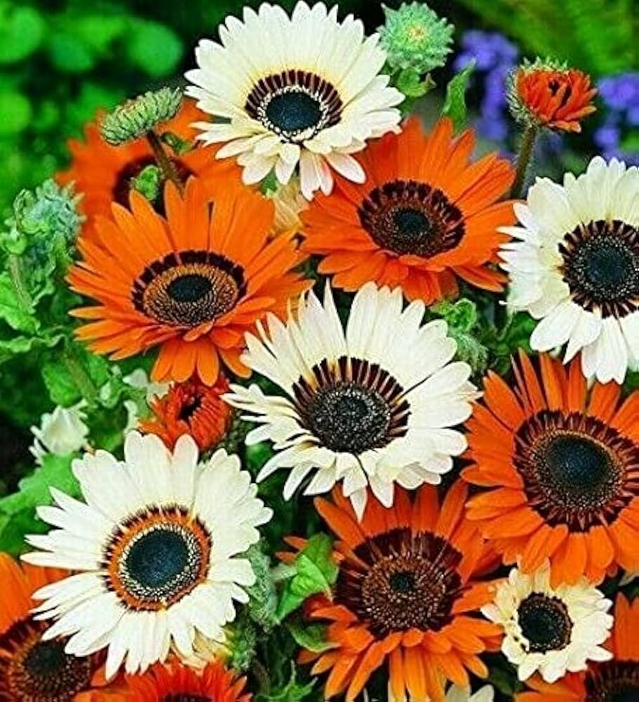 Venidium Monarch Seeds – Urban Patio Gardens – Dharaseeds
