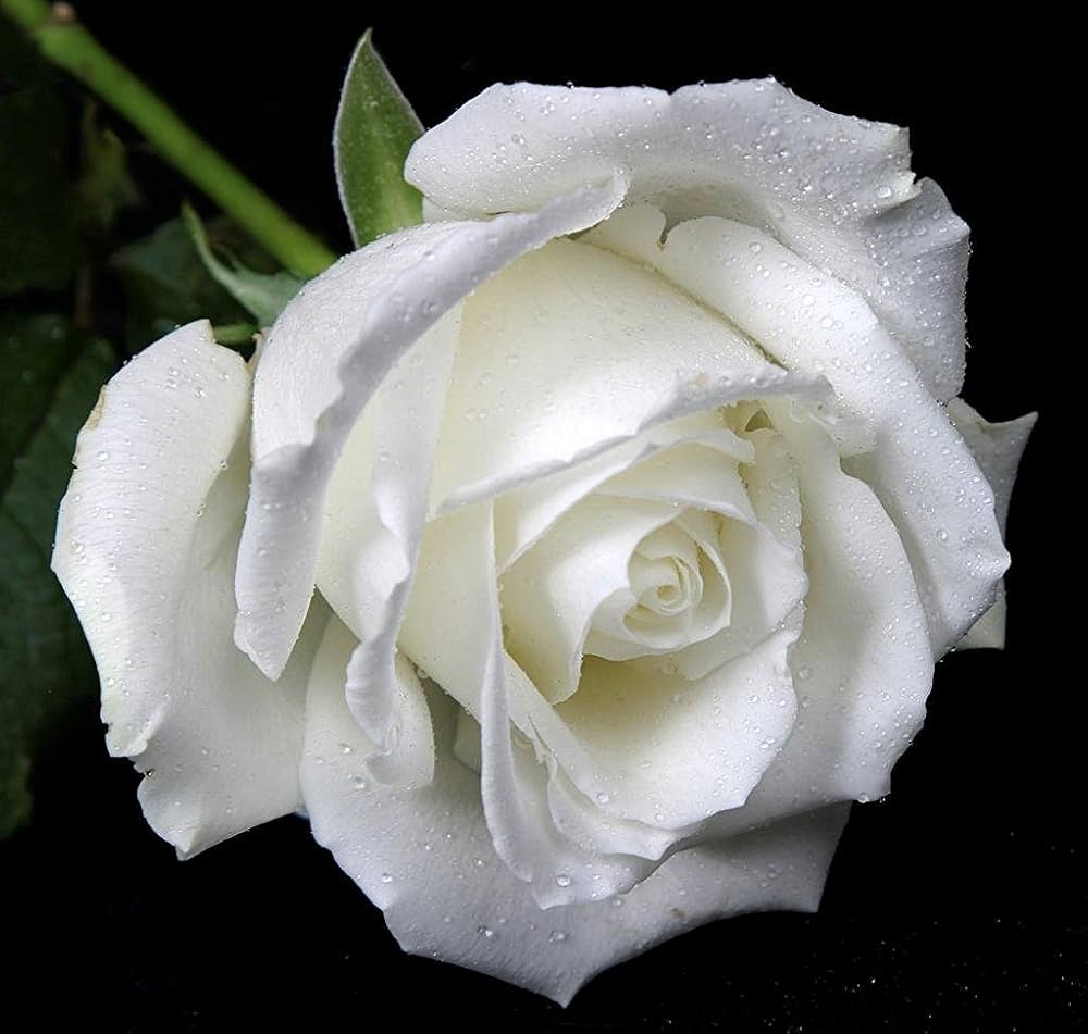 White Roses Seeds Rosa for Planting in Flower Bed & Garden