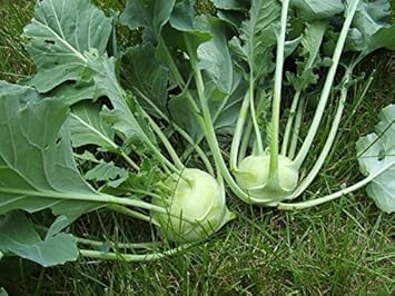 White Kohlrabi Heirloom Non Gmo Image
