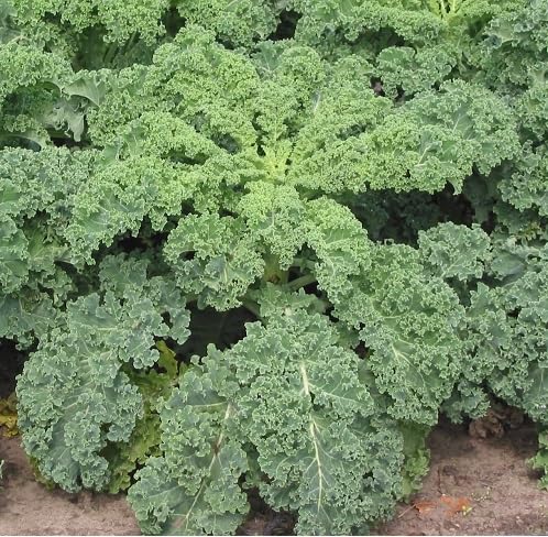 Green Kale