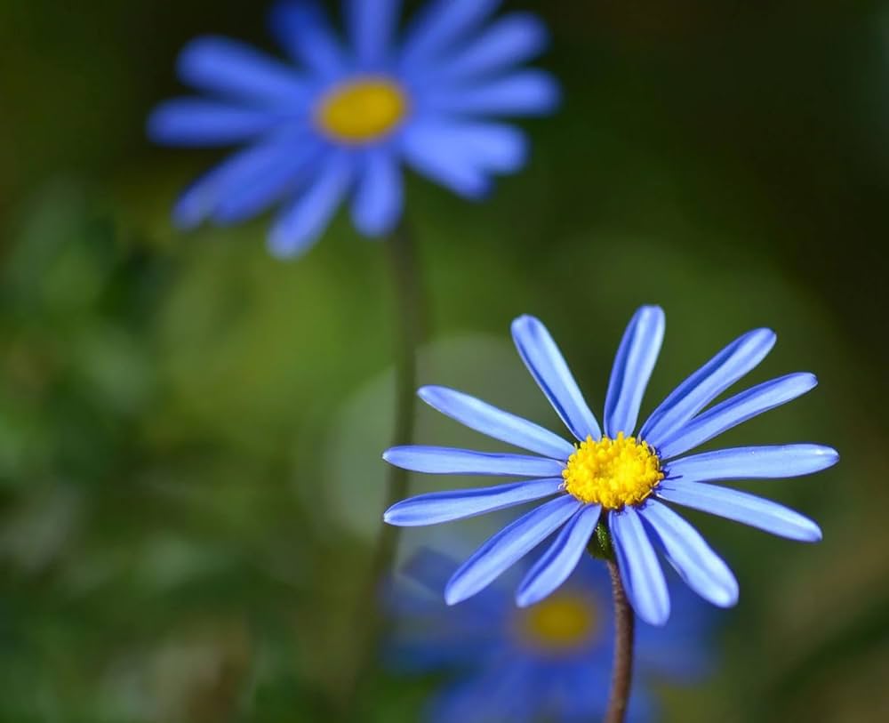 Daisy Felicia Amelloides Blue Flower Seeds for Planting