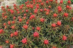 Red Euphorbia Griffithii Flower Seeds for Planting - NON GMO Seeds for planting in home garden