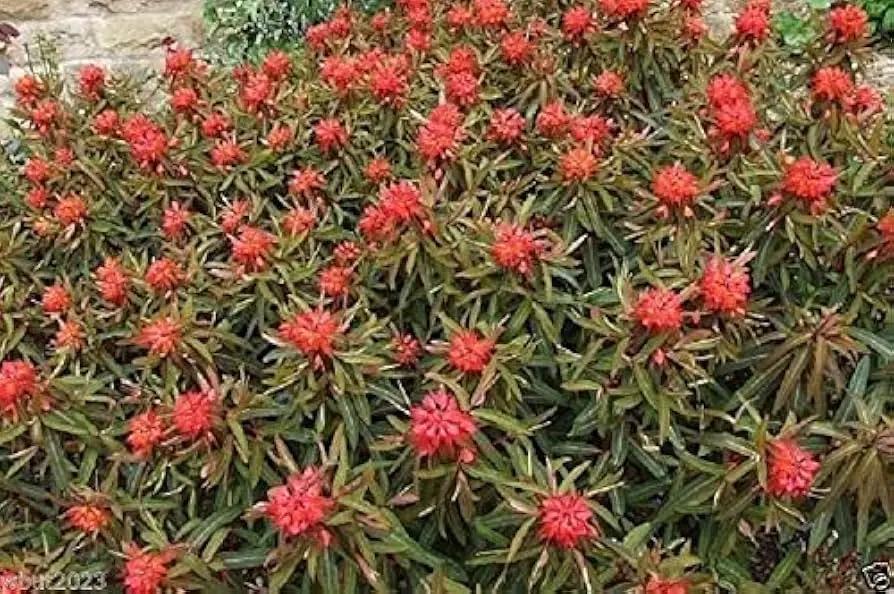 Red Euphorbia Griffithii Flower Seeds for Planting - NON GMO Seeds for planting in home garden