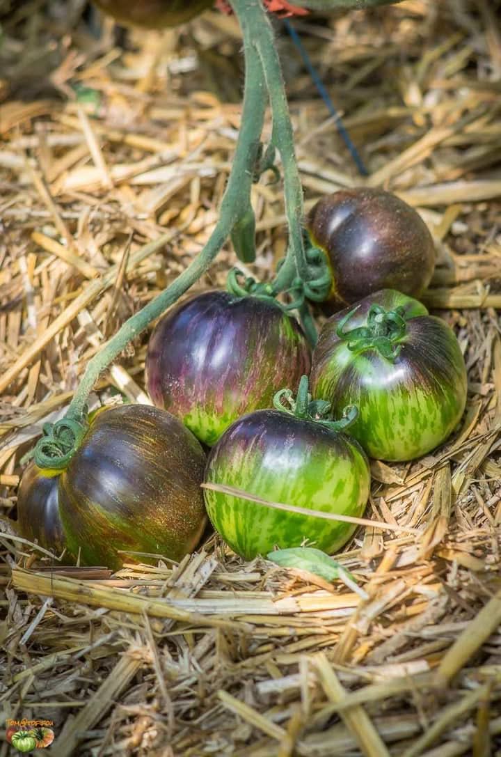 Green Purple Tomato Seeds for Planting