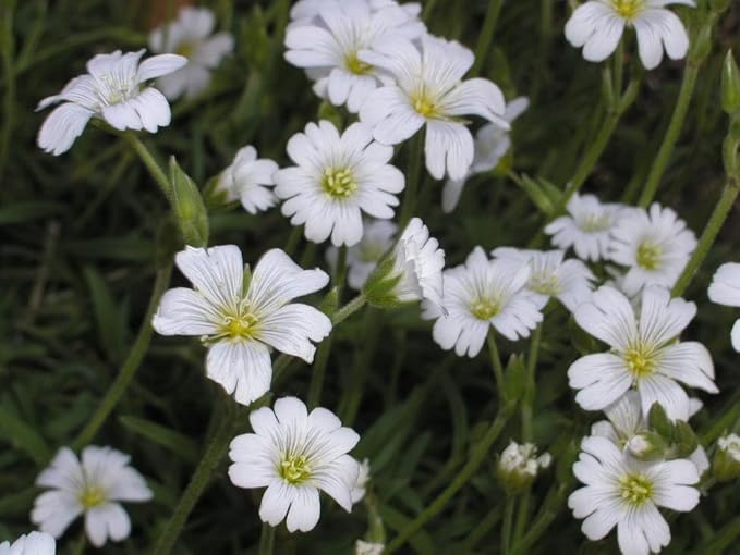 Chickweed Plant Stellaria media Seeds for Planting in Herb Garden & Urban Garden