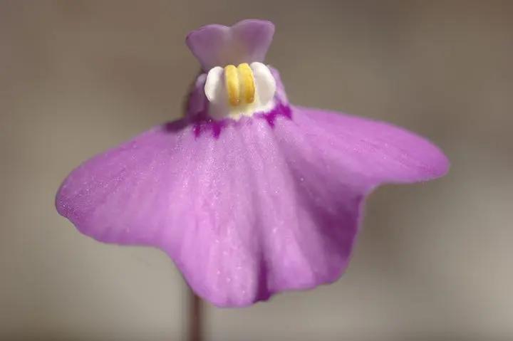 Violet Utricularia Seeds for Planting - NON GMO Seeds Dhara Seeds