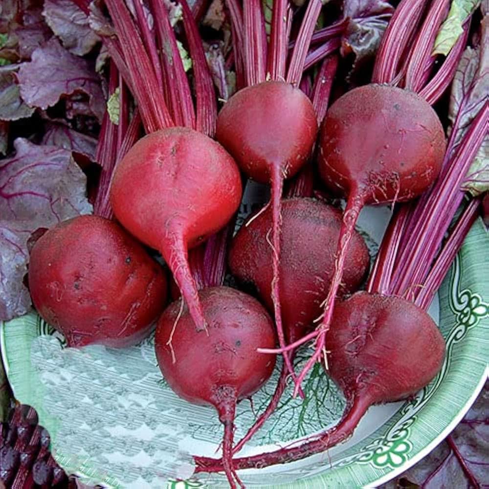 Blood Beetroot seeds growing into deep red, nutrient-rich root vegetables with a bold, earthy flavor