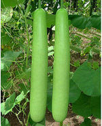 Bottle Gourd (Lagenaria siceraria) for planting in vegetable garden