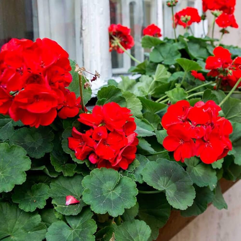Geranio de Hojas Flower Seeds for Planting - NON GMO Seeds