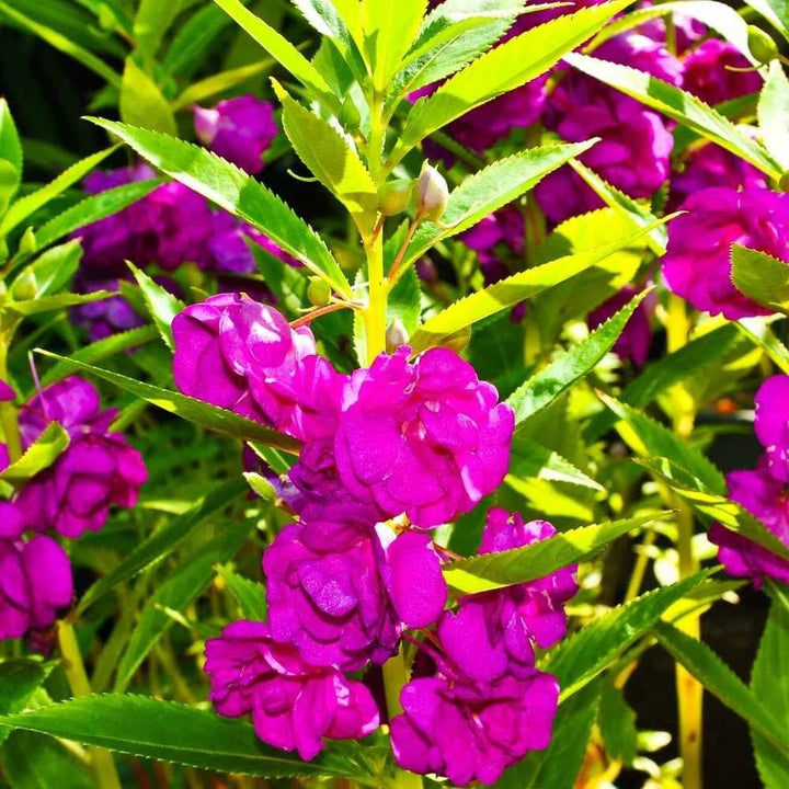 Heirloom Non-GMO Full Pink Balsamine Flower Seeds for Garden Planting – Lush Double Blooms