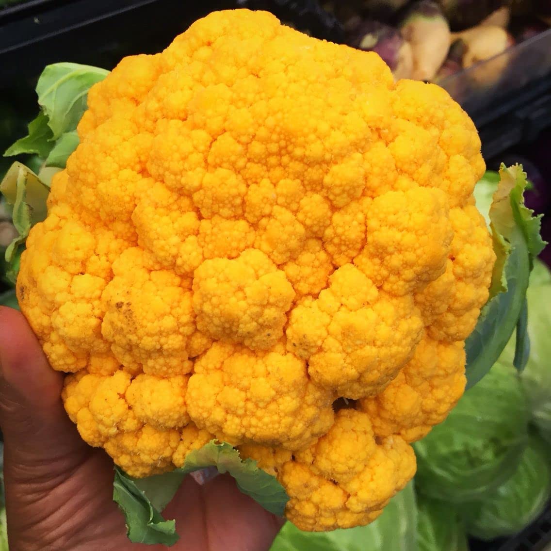Orange Cauliflower Vegetable Seeds for Planting