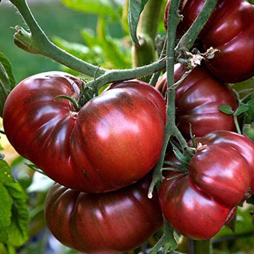 Tomato Solanum lycopersicum Schwarz Von Tula vegetable seeds for planting in home garden or grow bags