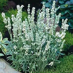 White Ellagance Snow Plant Seeds for Planting - NON GMO Seeds for planting in home garden