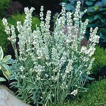 White Ellagance Snow Plant Seeds for Planting - NON GMO Seeds for planting in home garden