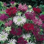 Mixed Monarda Didyma Flower Seeds for Garden - NON GMO Seeds Dhara Seeds