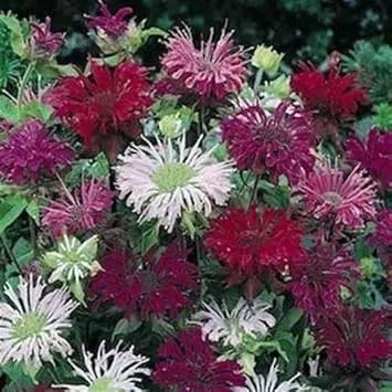 Mixed Monarda Didyma Flower Seeds for Garden - NON GMO Seeds Dhara Seeds